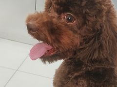 -利又安动物医院··老年病·猫科犬科·中兽医