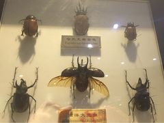 iphone_upload_pic-上海昆虫博物馆