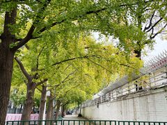 -三里屯东五街银杏大道