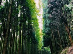 -山王坪喀斯特国家生态公园