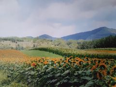 -塞罕坝国家级自然保护区