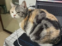 -四月宠物医院·猫专科·心脏专科·内科(转塘店)