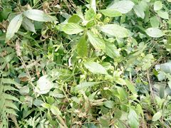 -广西壮族自治区药用植物园