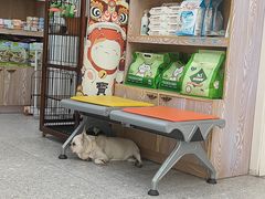 -四月宠物医院·猫专科·心脏专科·内科(转塘店)