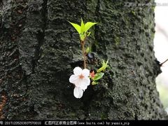 -武汉大学-樱园
