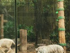 -广州长隆野生动物世界