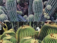 -深圳仙湖植物园