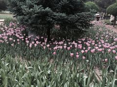 -石家庄市植物园