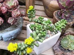 -桂林市花鸟市场