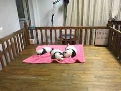 景点-成都大熊猫繁育研究基地