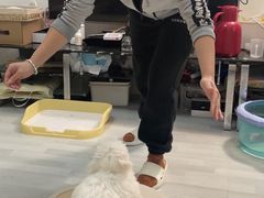 -多乐狗狗宠物训练工作室