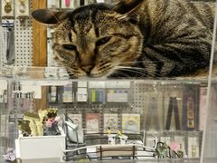 -猫的天空之城概念书店(杭州南宋御街店)