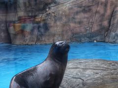 -海合安成都极地海洋公园