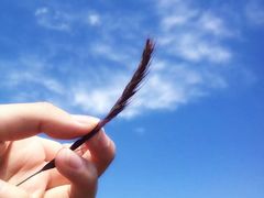 -山丹皇家马场