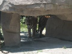 -上海野生动物园老虎餐厅