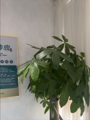 -木棉问题肌·肩颈·纹绣