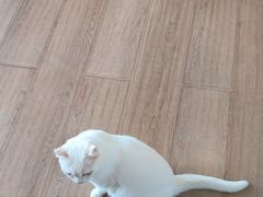 -有猫主题·治愈系猫咖(曾厝垵店)