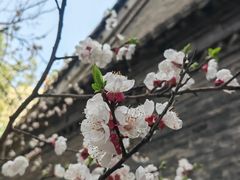 -罔极寺