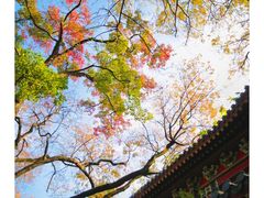 -灵谷景区