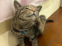 -大象厨房(重庆道店)