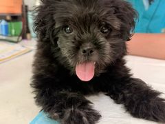 -pd派德宠物中心医院24H急重症·眼科中心·血液透析中心(嵩山北路店)