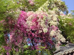 -深圳国际园林花卉博览园