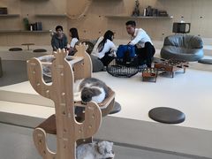-飞行喵MR PILOT|猫舍·猫咖(静安大融城店)