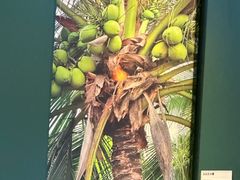 -烹然四季椰子鸡火锅(姚家园万象汇店)