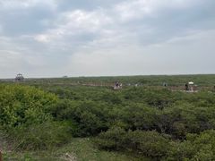 -北海金海湾红树林生态旅游区