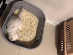 -东方名猫馆·英短金渐层布偶猫舍(环线广场1号楼店)