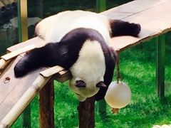 -大连森林动物园