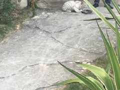 -灵玲国际马戏城