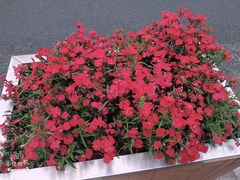 景点-湖南烈士公园(芙蓉区)