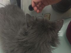 -宠福鑫康馨动物医院·骨科·眼科
