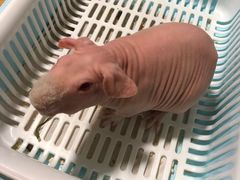 -藦茜花园宠物主题亲子互动体验馆(国顺东路店)