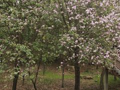 -广东花都湖国家湿地公园