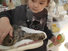 -COLOR PETS 撸猫馆·购猫·猫咖(长风大悦城店)