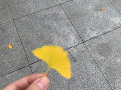 -天津医科大学肿瘤医院(本部院区)