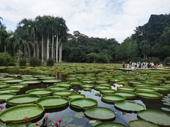 -中国科学院西双版纳热带植物园