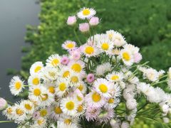 -桤木河湿地公园