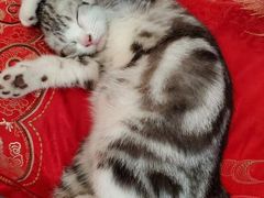 -翊宠yipet猫狗购宠庄园犬舍•猫舍