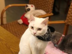 -猫色咖啡·猫咖