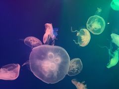 -成都浩海立方海洋公园