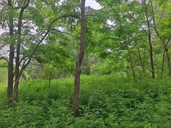 -绿堤公园