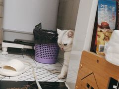 -瑞派康怡24h宠物医院·犬猫医疗中心·微创绝育(瑞景分院)