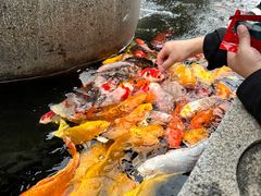 -广富林郊野公园