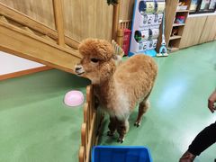 -藦茜花园宠物主题亲子互动体验馆(国顺东路店)