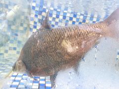 -顺德了能馆(虎门店)