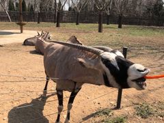 -大连森林动物园