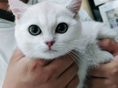 -纳吉亚猫专科动物医院博雅分院